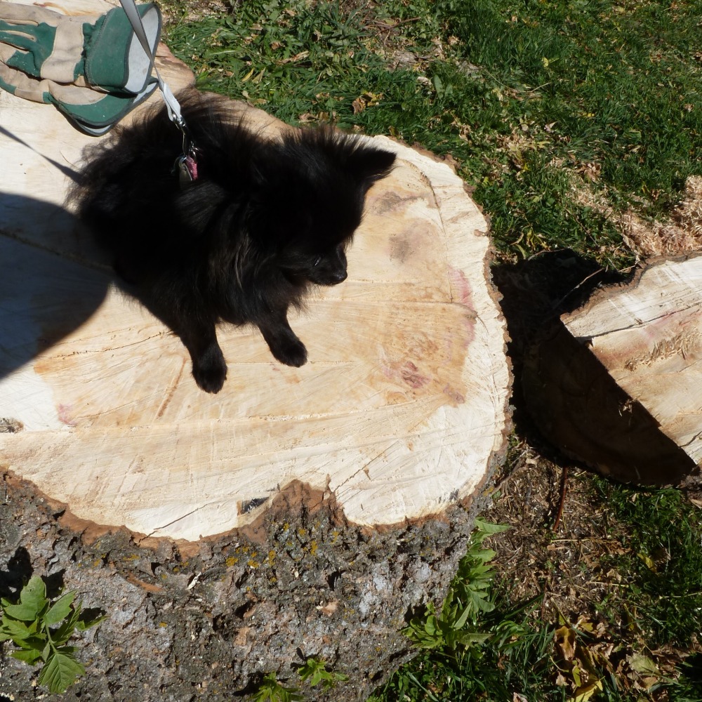 Lena's Tree